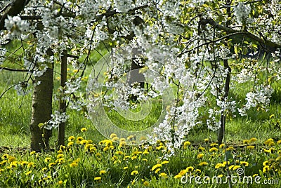 White blossom in countryside Stock Photo