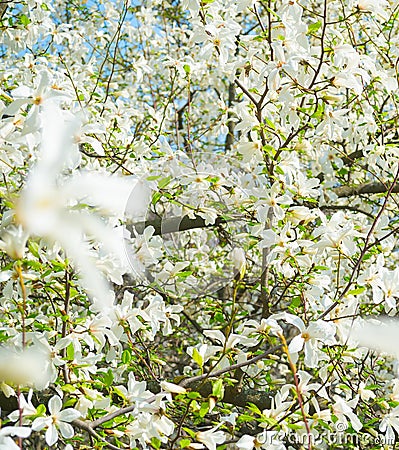 White blossom magnolia tree flowers Stock Photo