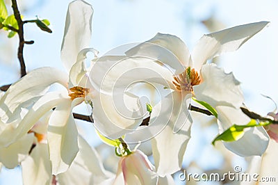 Sunny blossom magnolia tree flowers Stock Photo