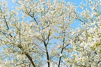 White blossom magnolia tree flowers Stock Photo