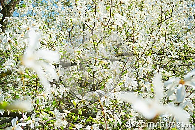 White blossom magnolia tree flowers Stock Photo