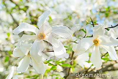 White blossom magnolia tree flowers Stock Photo
