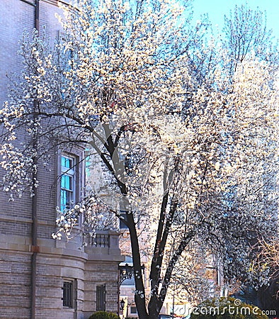 White Blossom Spectacular in Early Spring Stock Photo