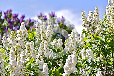 White Blossom Syringa Stock Photo