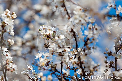 White blossom tree and bee Stock Photo