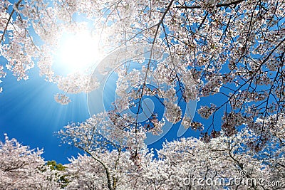 White blossoming cherry trees framing the nice blue sky Stock Photo