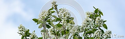 White blossoms of Amelanchier canadensis, serviceberry, shadberry or June berry tree on blue sky background Stock Photo