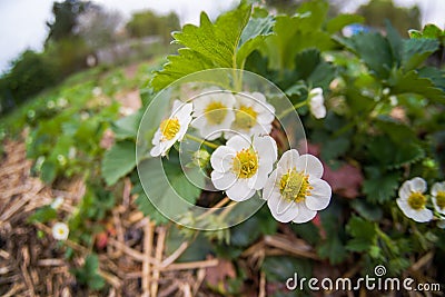 White blossoms of blooming strawberry plant in garden. Stock Photo