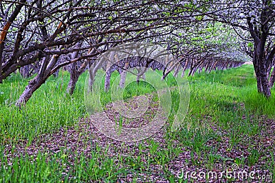 White blossoms on old Apple fruit trees in the orchard in early spring. Row of apple trees with green grass and in Provo Utah Stock Photo