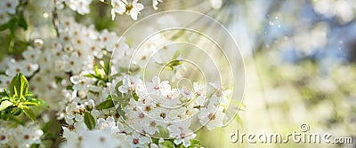 White blossoms in spring sun Stock Photo