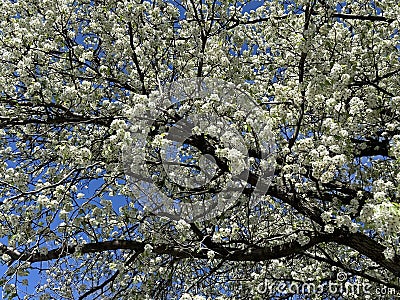 White Blossoms and Tree in April in Spring Stock Photo