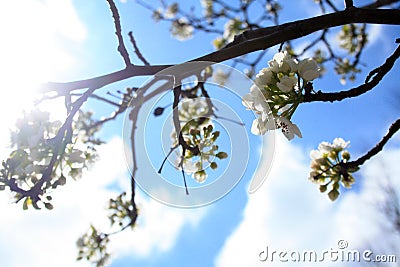 White tree blossoms with green leafs with branches Stock Photo