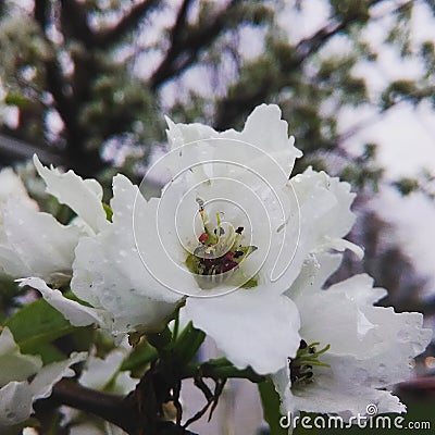 White blossoms Stock Photo