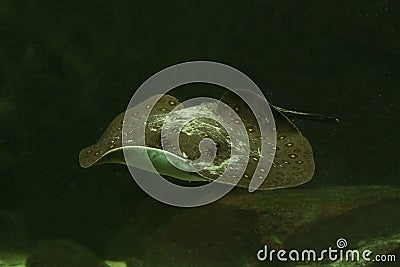 The White-blotched river stingray Potamotrygon leopoldi. Stock Photo