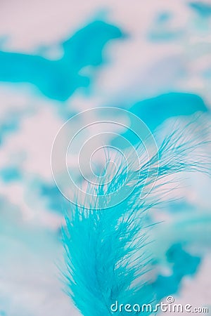 White and blue colors. Bird feather on selective focus. Close up. Background. Copy space for text. Femine, light airy Feathers Stock Photo