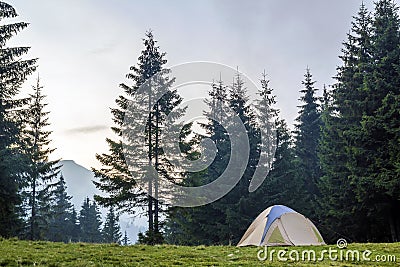 White and blue tourist tent on green meadow between evergreen fir-trees forest with beautiful mountain in distance. Tourism, outdo Stock Photo