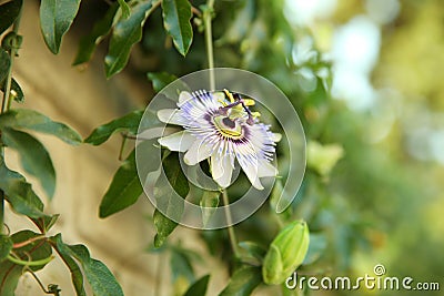 White and blue unusual passion flower blooming Stock Photo