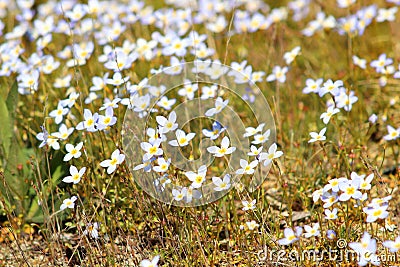 White Bluets in Bloom Stock Photo