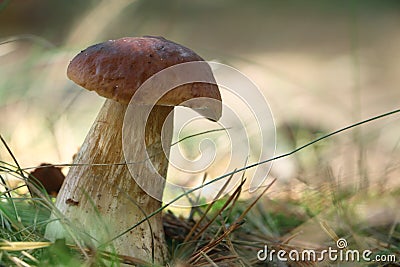 White boletus mushroom in sunny wood Stock Photo