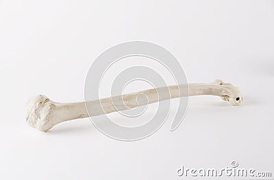 White bone Stock Photo