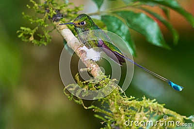 White Booted Racket Tail Stock Photo