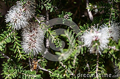 White bottle brush flower, callistemon salignus, in bloom with honey bee, flowering along the Great Ocean Road, Australia Stock Photo