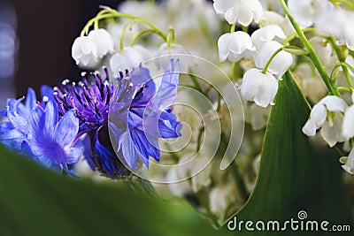 White bouquet small flowers of May lily of the valley and blue cornflowers on a black background. Stock Photo