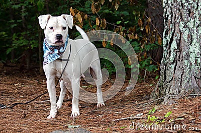 White Boxer Pitbull mixed breed dog Stock Photo