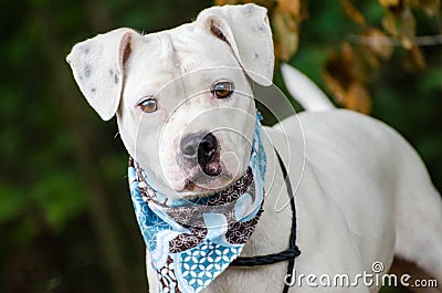 White Boxer Pitbull mixed breed dog Stock Photo