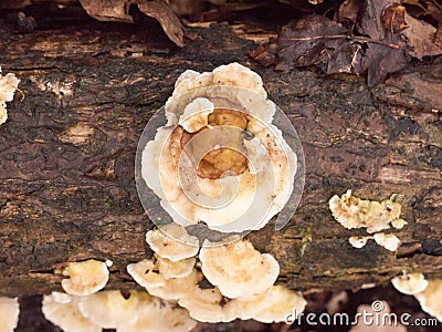 white bracket moss lichen fungus fungi growing on wood bark stump damp outside in forest floor Stock Photo