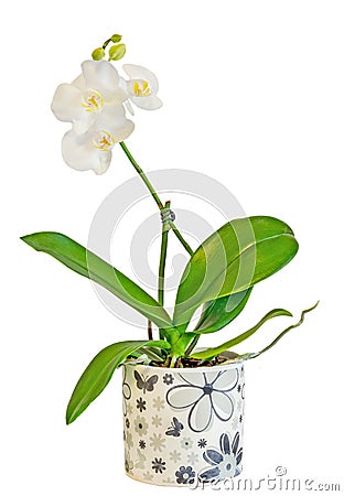 White branch orchid flowers with buds, Orchidaceae, Phalaenopsis known as the Moth Orchid. Stock Photo