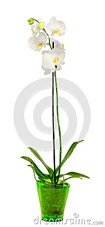 White branch orchid flowers with green leaves, Orchidaceae, Phalaenopsis known as the Moth Orchid, abbreviated Phal. Stock Photo