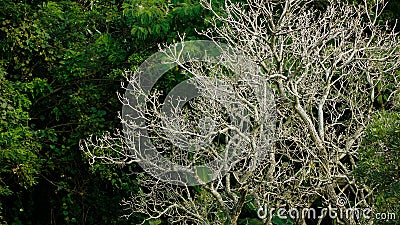 A charming leaf line pattern on monochrom. Stock Photo