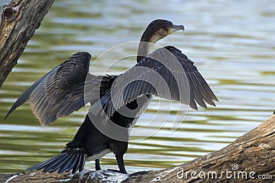 White-breasted Cormorant (Phalacrocorax carbo lucidus) Stock Photo