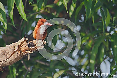 White breasted kingfisher bird natural nature wallpaper Stock Photo