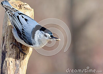 White-breasted Nuthatch Stock Photo