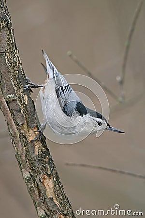 White Breasted Nuthatch Stock Photo