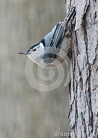 White-breasted Nuthatch Perched Stock Photo