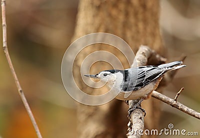 White-breasted Nuthatch, Sitta Stock Photo