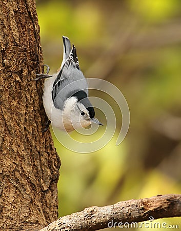 White-breasted Nuthatch, Sitta carolinensis Stock Photo