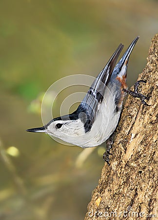 White Breasted Nuthatch Stock Photo