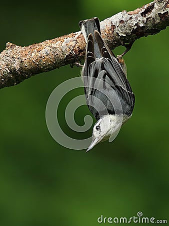 White-breasted Nuthatch Stock Photo