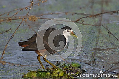 White-breasted Waterhen Stock Photo