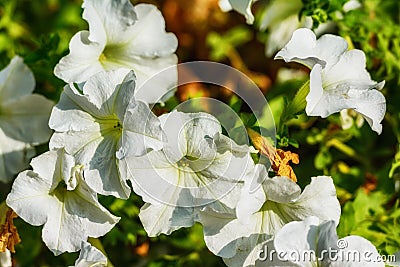 White bright petunia flower Stock Photo