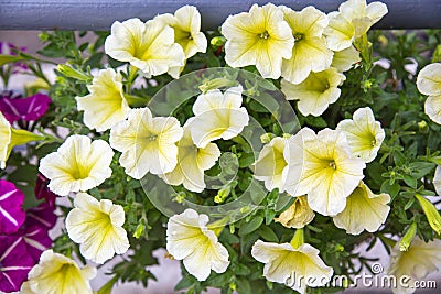 White bright Petunia flowers on a background of green leaves. Agriculture Landscaping Stock Photo