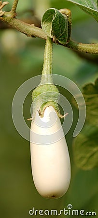 White brinjal Stock Photo