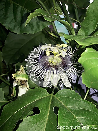 White brinjal flower Stock Photo