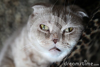 White British Cat portrait leopard sofa Stock Photo