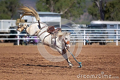 White Bucking Horse At Rodeo Stock Photo