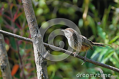 White-browed Bush Dweller Stock Photo